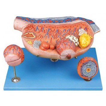 OVARY MODEL (SOFT)